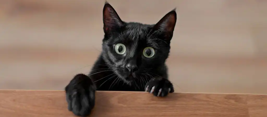 babona, fekete macska